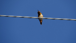 Golden Hummer On A Wire